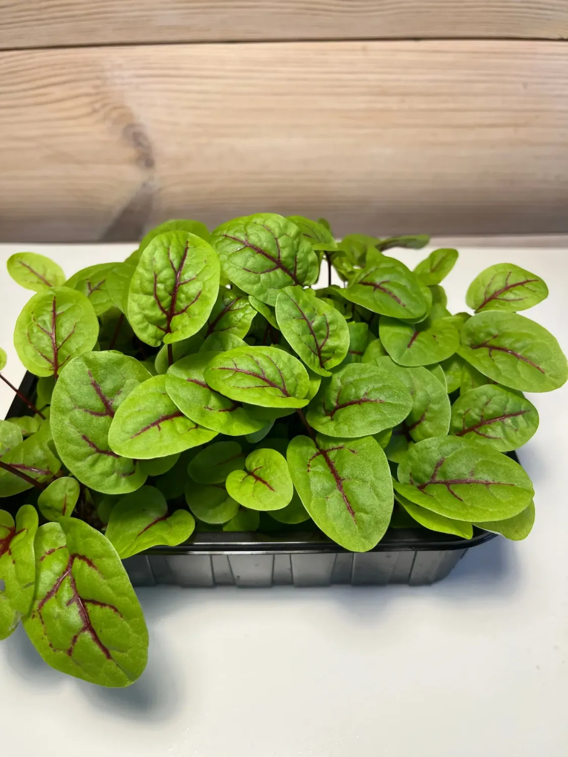 Микрозелень щавель красножильный фото 2